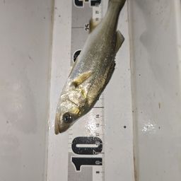 セイゴ(マルスズキ)