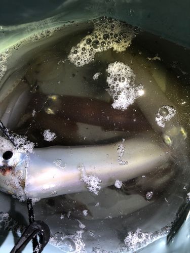 スルメイカの釣果