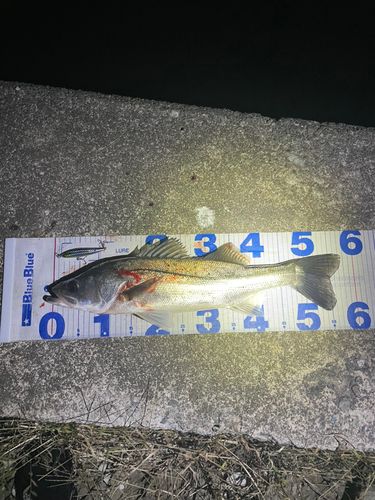 シーバスの釣果