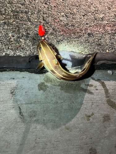 アメリカンキャットフィッシュの釣果