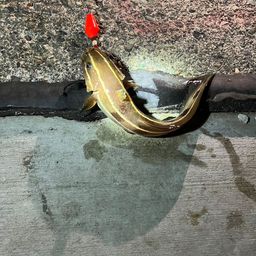 アメリカンキャットフィッシュ