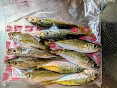 アジの釣果