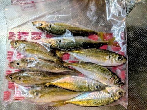 アジの釣果