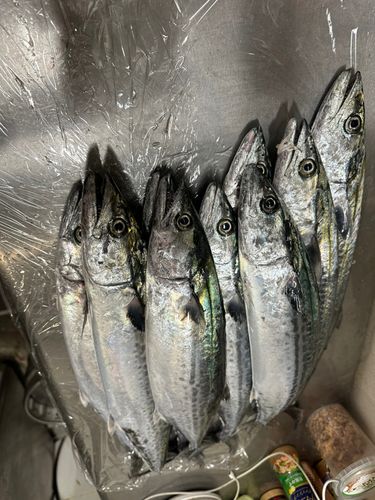 サゴシの釣果