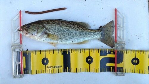 ブラックバスの釣果