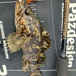 タケノコメバル