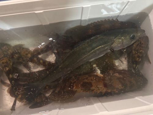 キジハタの釣果