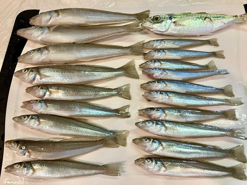 東京湾(富津〜金谷)