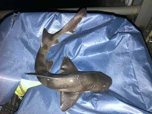 ドチザメの釣果