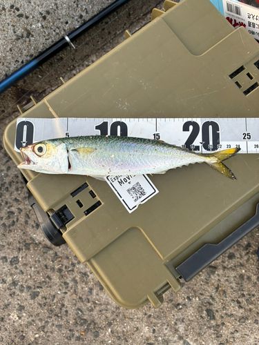 サバの釣果