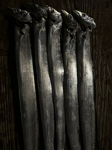 タチウオの釣果