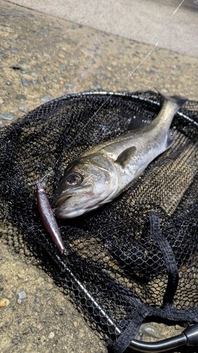 船橋港親水公園