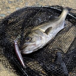 フッコ（マルスズキ）