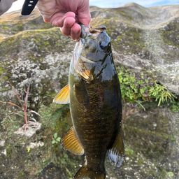 スモールマウスバス