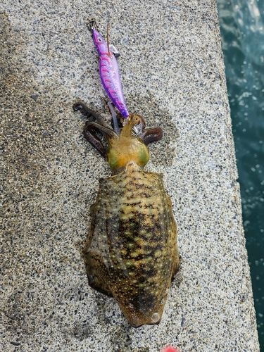 アオリイカの釣果