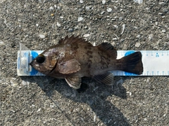 シロメバルの釣果