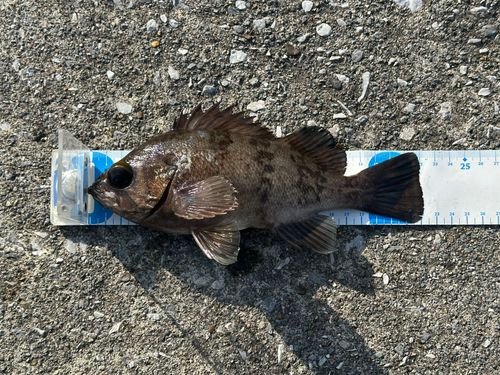 シロメバルの釣果