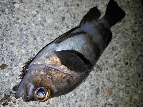 常滑りんくう釣り護岸