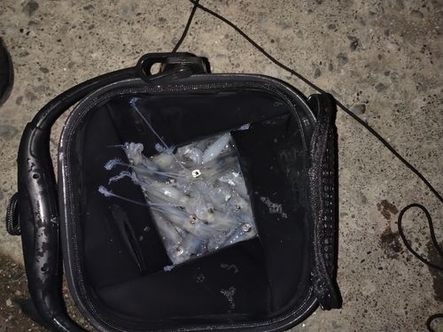 マメイカの釣果