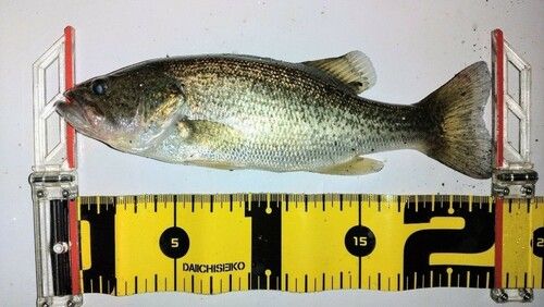 ブラックバスの釣果