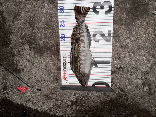 アイナメの釣果