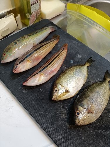 アカササノハベラの釣果