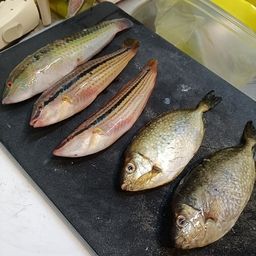 アカササノハベラ