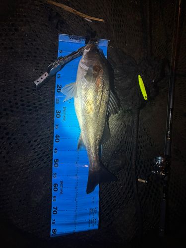 シーバスの釣果