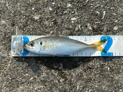 マアジの釣果