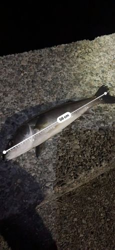 大野お台場公園前