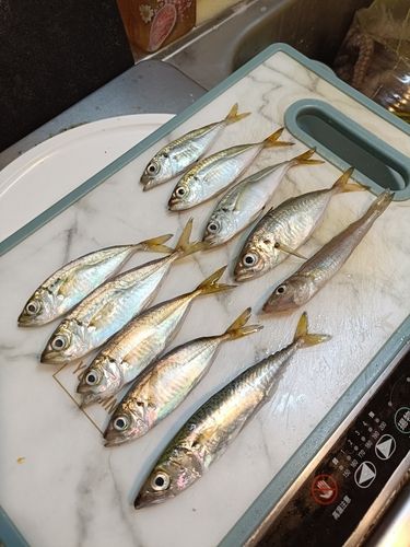 アジの釣果