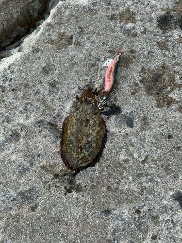 コウイカの釣果