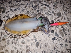 アオリイカの釣果