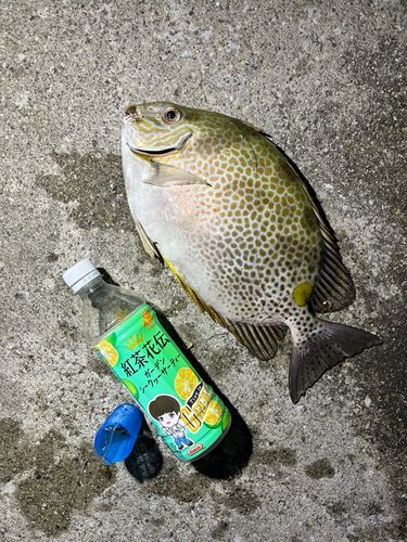 カーエーの釣果