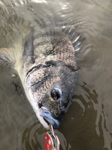 チヌの釣果