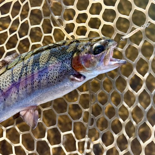 ニジマスの釣果