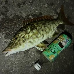 キツネフエフキ