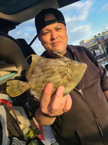 カワハギの釣果