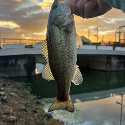 ラージマウスバス