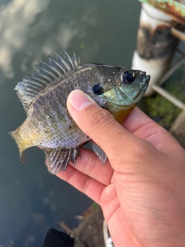 ブルーギルの釣果