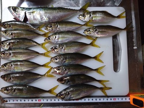 マアジの釣果
