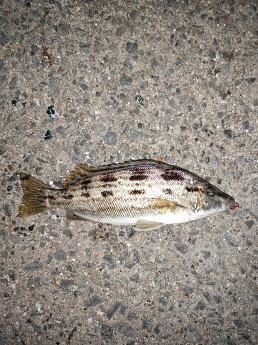 碧南海釣り公園