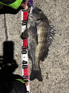 クロダイの釣果