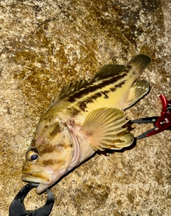 シマソイの釣果