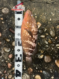 キジハタの釣果