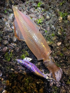 ヤリイカの釣果