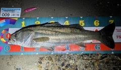 シーバスの釣果