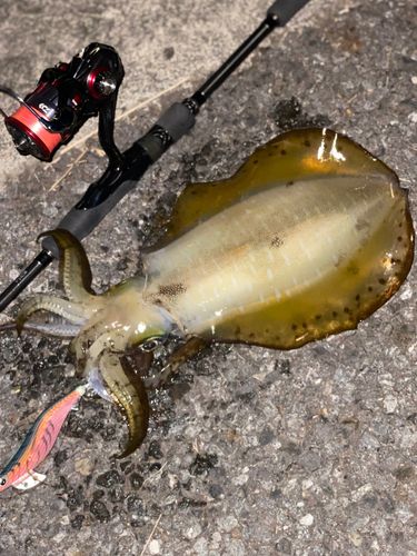 アオリイカの釣果