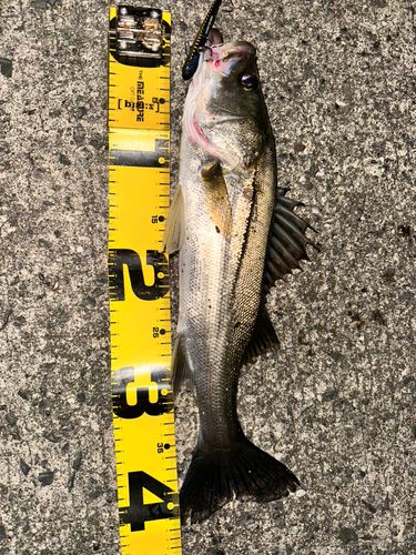 シーバスの釣果