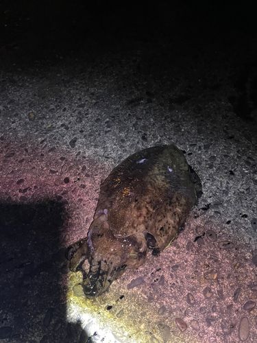 コウイカの釣果
